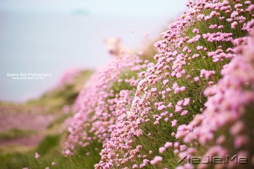 生命，只需要一个甜美的微笑 (1)