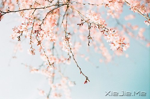 生命，只需要一个甜美的微笑 (4)