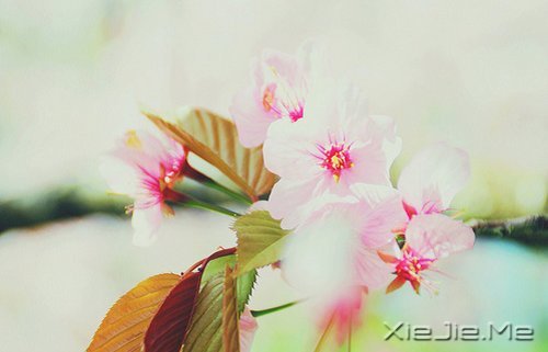 生命，只需要一个甜美的微笑 (6)