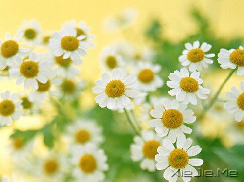 喜欢发呆的人，心里一定有另一个纯净的世界